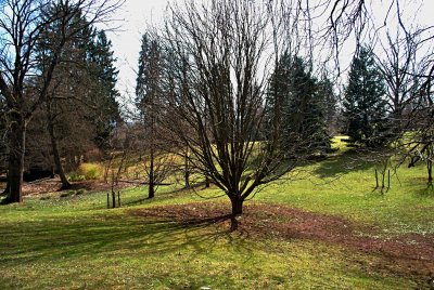 Aesculus hippocastanum - jírovec koňský (maďal) - zimní habitus (41)
